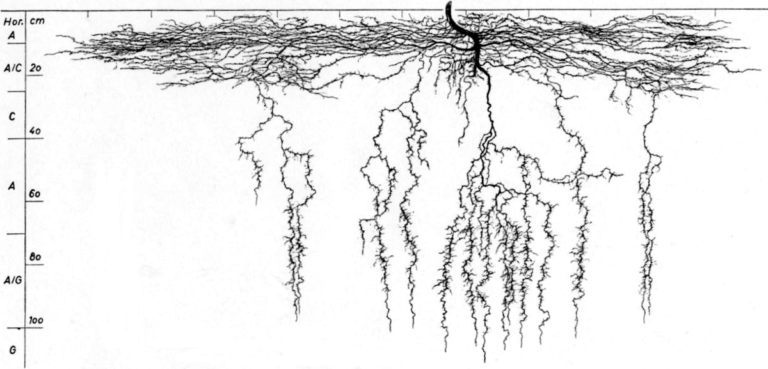 1200px-Cannabis_sativa_radix_profile-768x369.png