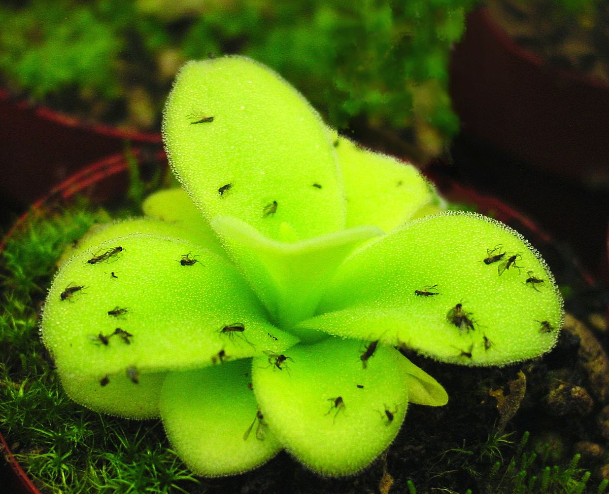 1200px-Pinguicula_ne1.jpeg