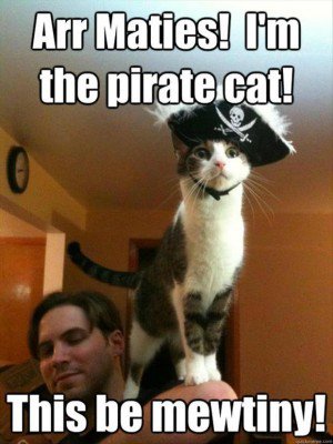 139153672-2-pirate-cat-funny-pictures.jpg