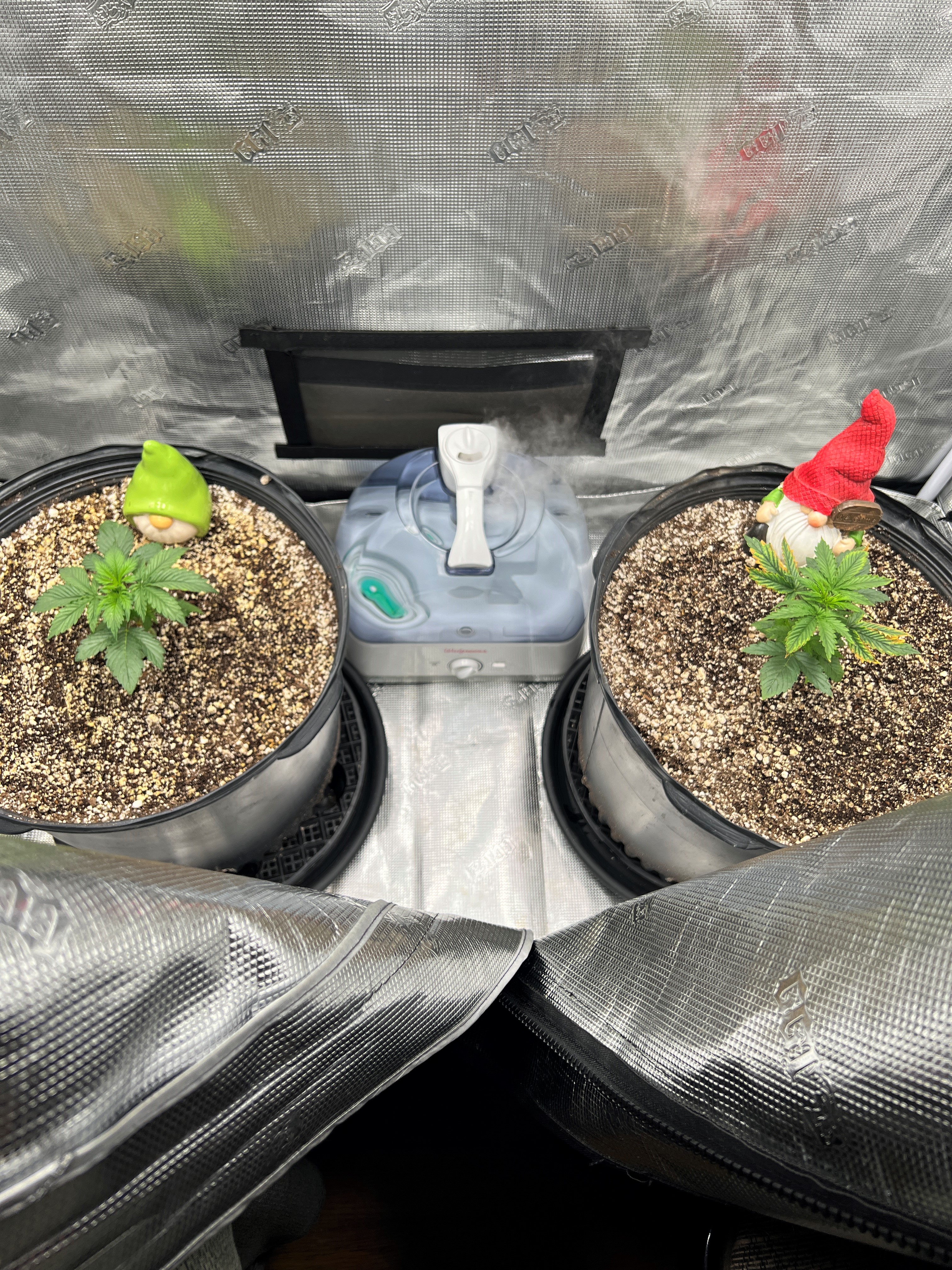 14 days transplanted.jpg