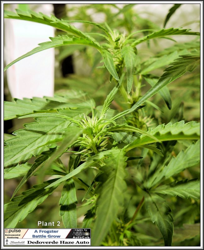 14th-june-2019-plant-2-bud-jpg.1071388