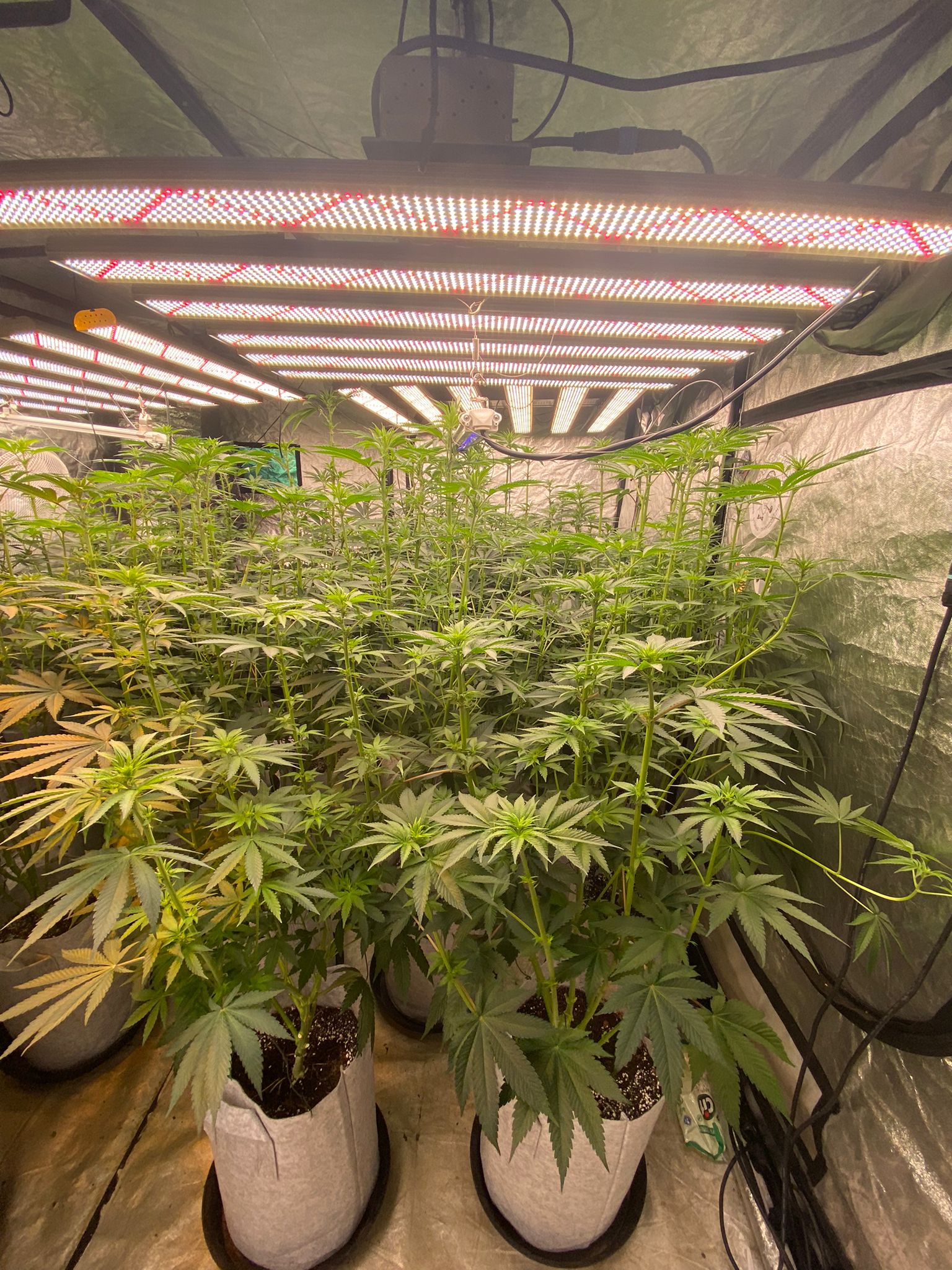 15 days in flowering  (4).jpeg