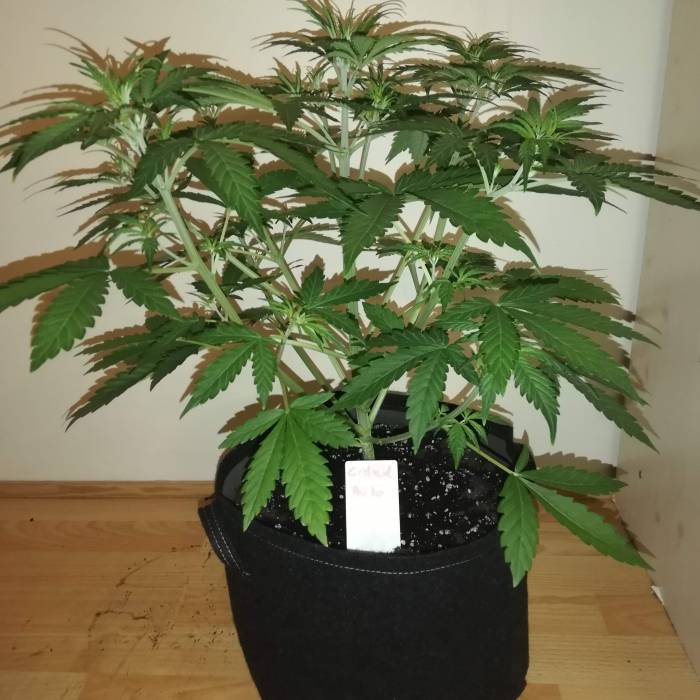 1533612_sensi-skunk-automatic-cream-cookies-grow-journal-by-djesus-growdiariesweed-seed-expres...jpg