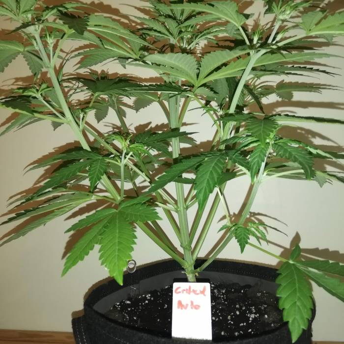 1533613_sensi-skunk-automatic-cream-cookies-grow-journal-by-djesus-growdiariesweed-seed-expres...jpg