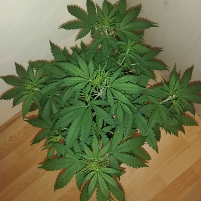 1533614_sensi-skunk-automatic-cream-cookies-grow-journal-by-djesus-growdiariesweed-seed-expres...jpg