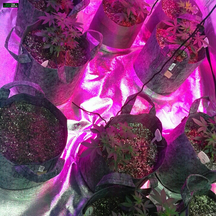 160525Grow+Tent+%23+1.jpg