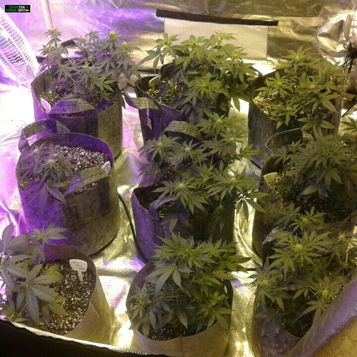 160604Grow+Tent+%23+1.jpg