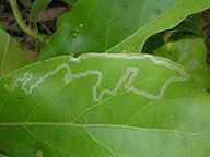 Image result for leaf miner