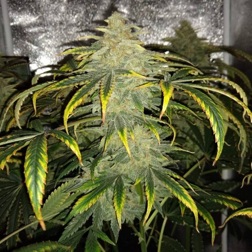 1751827_mephisto-genetics-3-bears-og-grow-journal-by-mumenryder-growdiariesmephisto-genetics3-...jpg