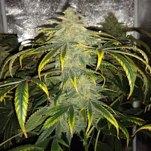 1751827_mephisto-genetics-3-bears-og-grow-journal-by-mumenryder-growdiariesmephisto-genetics3-...jpg