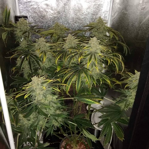 1751833_mephisto-genetics-3-bears-og-grow-journal-by-mumenryder-growdiariesmephisto-genetics3-...jpg