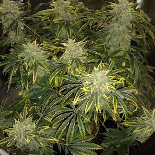 1751834_mephisto-genetics-3-bears-og-grow-journal-by-mumenryder-growdiariesmephisto-genetics3-...jpg