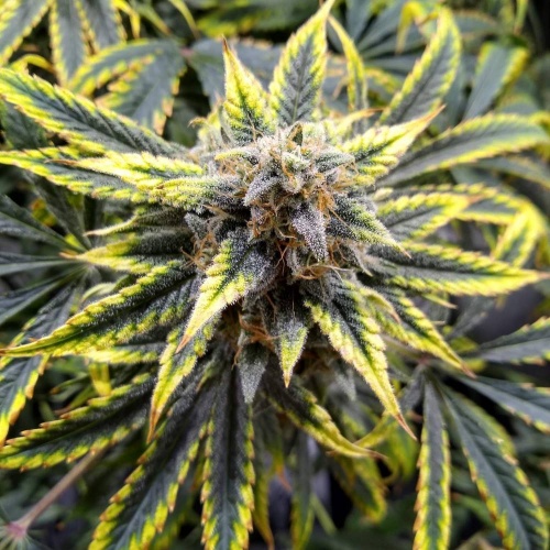 1751843_mephisto-genetics-3-bears-og-grow-journal-by-mumenryder-growdiariesmephisto-genetics3-...jpg