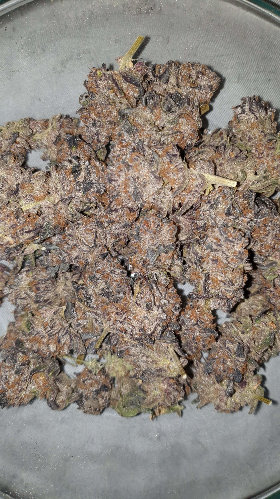 1935078_dwc-animal-cookies-x-dosidoscustomripper-seeds---animal-cookies-x-dosidos.jpg