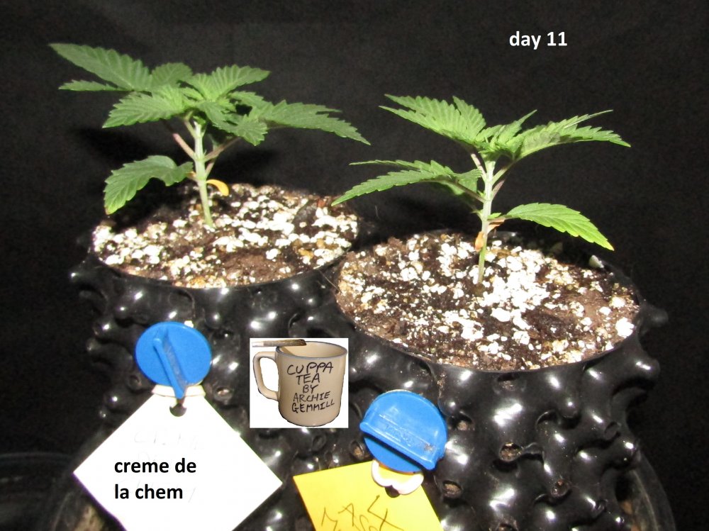 1L grows day 11.JPG