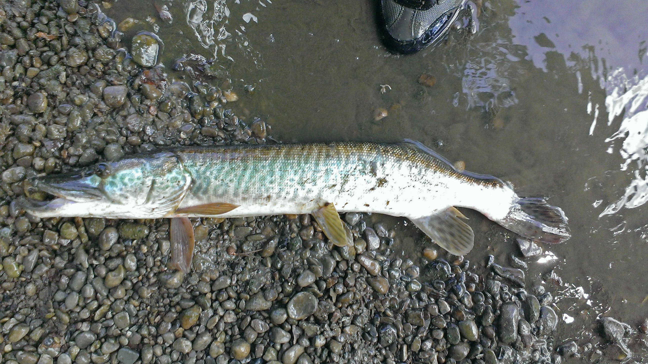 1st Musky (5).jpg