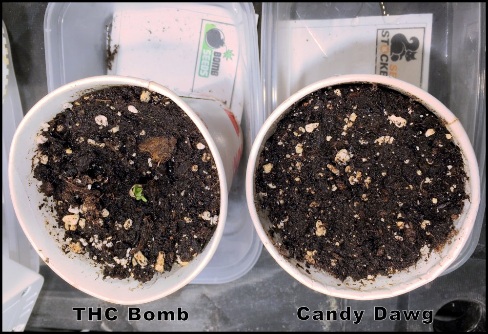 1st Seedlings A.jpg