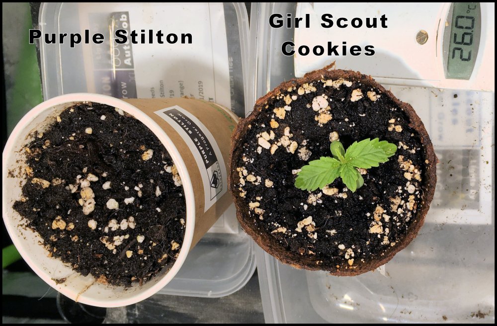 1st Seedlings B.jpg