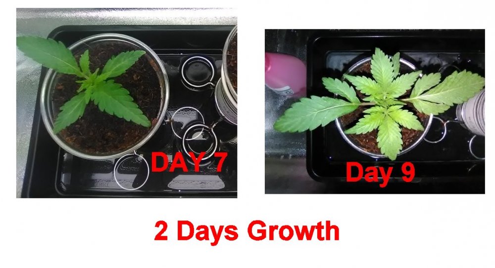 2 days growth.jpg