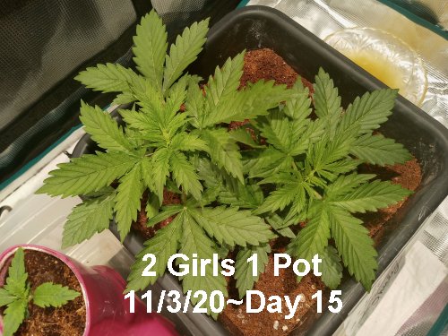 2 girls 1 pot day 15.jpg