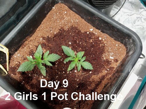 2 girls one pot.jpg