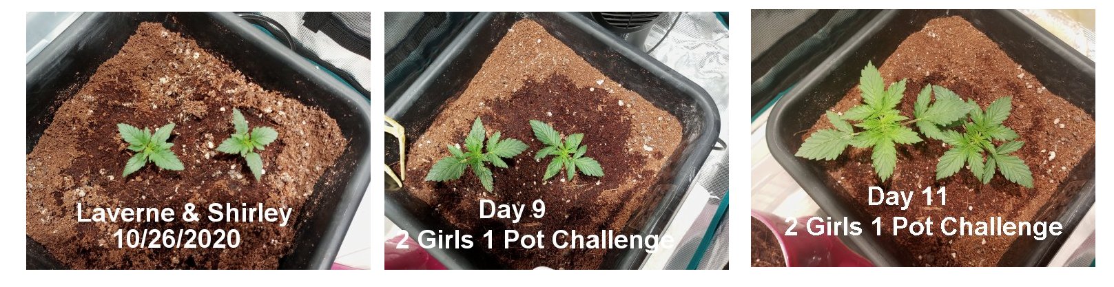 2 GIRLS ONE POT.jpg