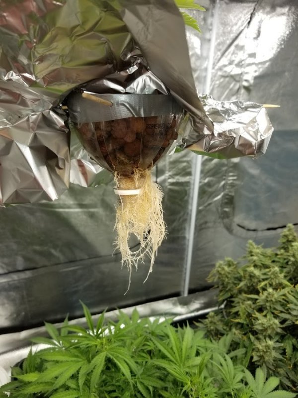 2 Liter 6-10 Roots.jpg