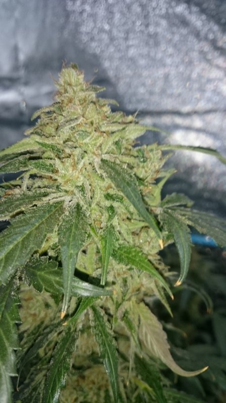 (2) Triangle Kush bud shot.JPG