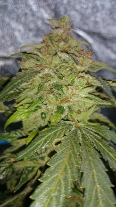 (2) Triangle Kush bud shot.jpg