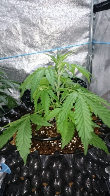 (2)Triangle kush day 21.JPG