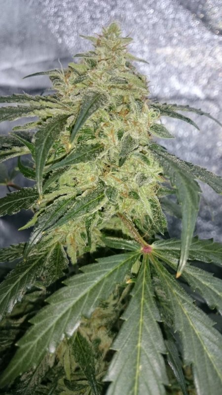 (2)Triangle Kush day 68 bud shot.JPG