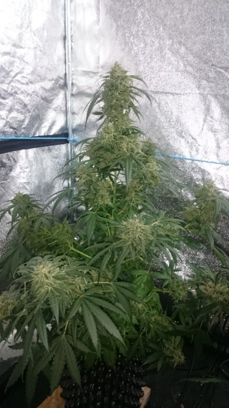 (2)Triangle Kush day 77.JPG