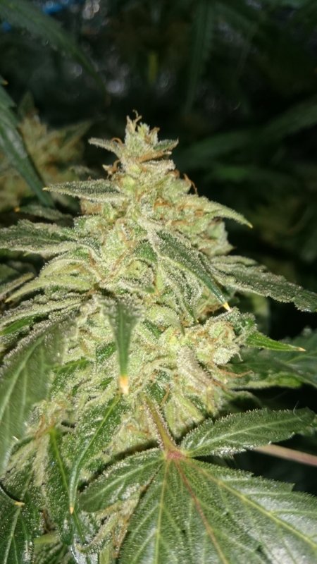 (2) Triangle Kush side bud.JPG