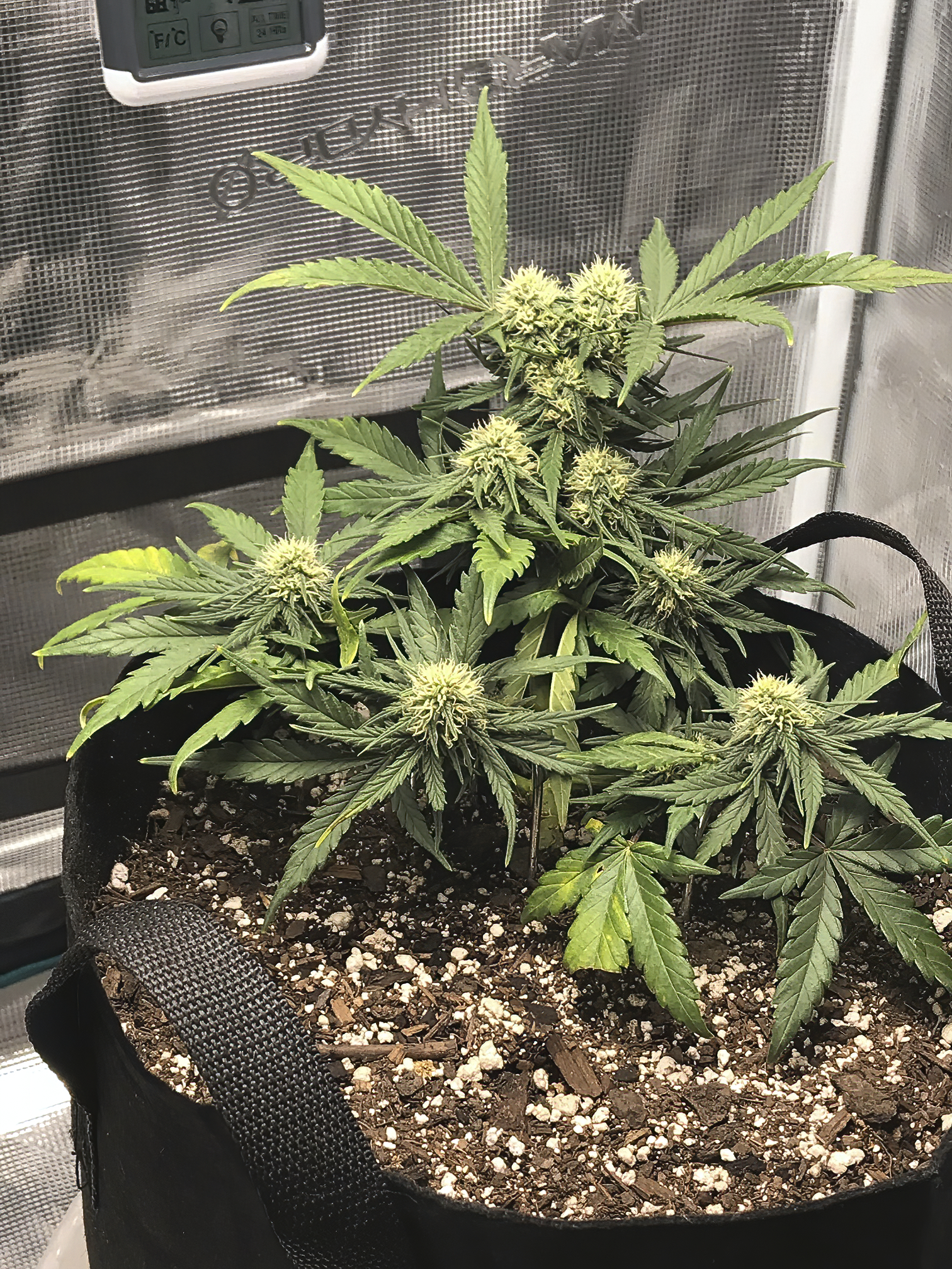 2 Weeks into flower with NLS.jpeg