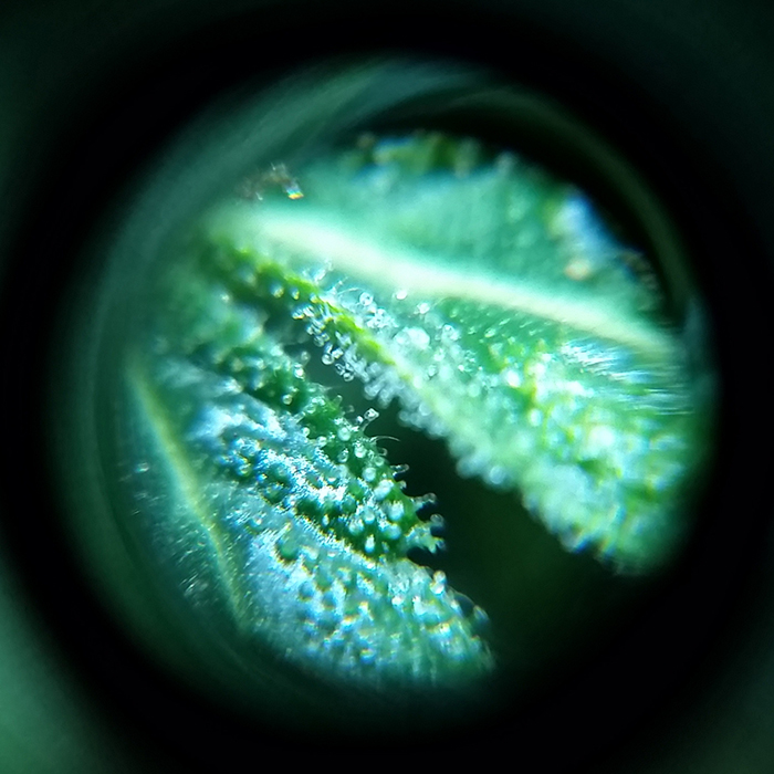 2016-02-07_trichs_ta1.jpg