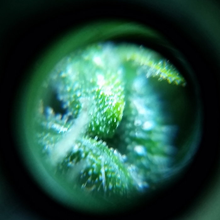 2016-02-07_trichs_ta2.jpg