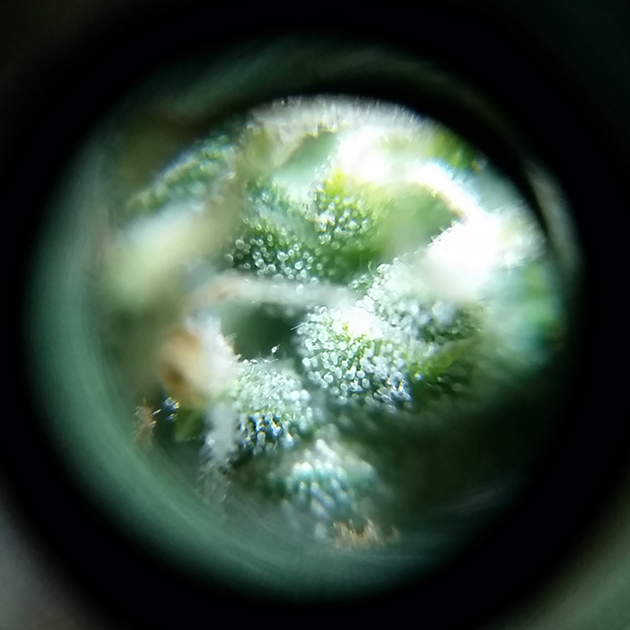 2016-02-07_trichs_ta3.jpg