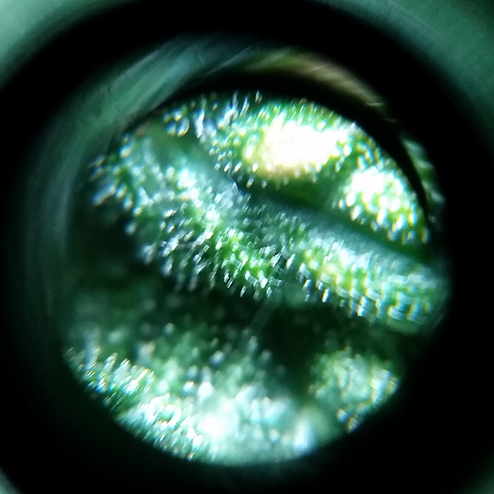 2016-02-07_trichs_tr1.jpg