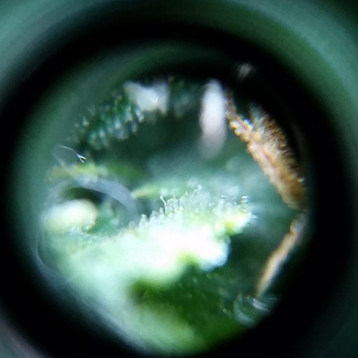 2016-02-07_trichs_tr2.jpg