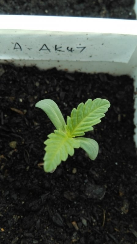 20160810 Guerrilla Outdoor - Seedling - Auto AK47.jpg