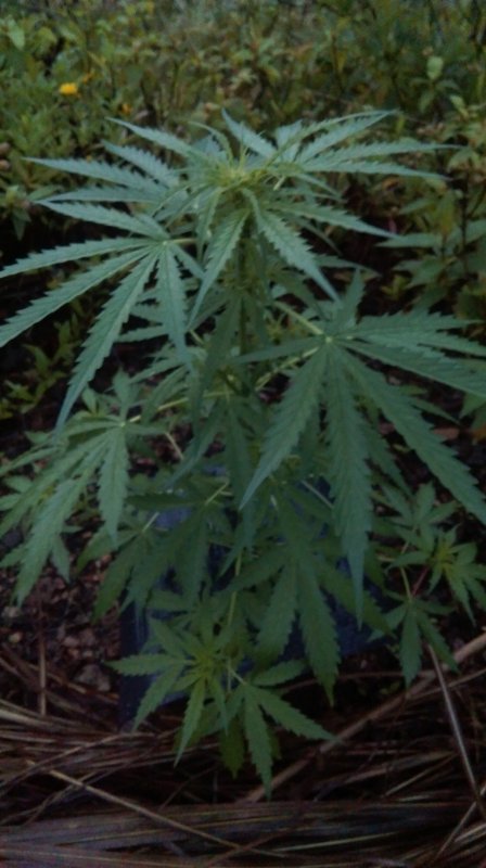 20160910 Outdoor Tropical~ (3) Auto White Widow Max.jpg