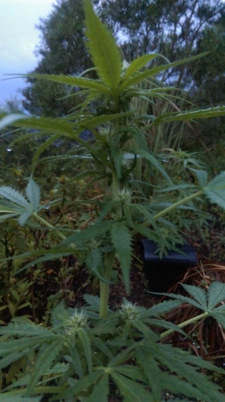 20160910 Outdoor Tropical~ (5) Auto AK47.jpg