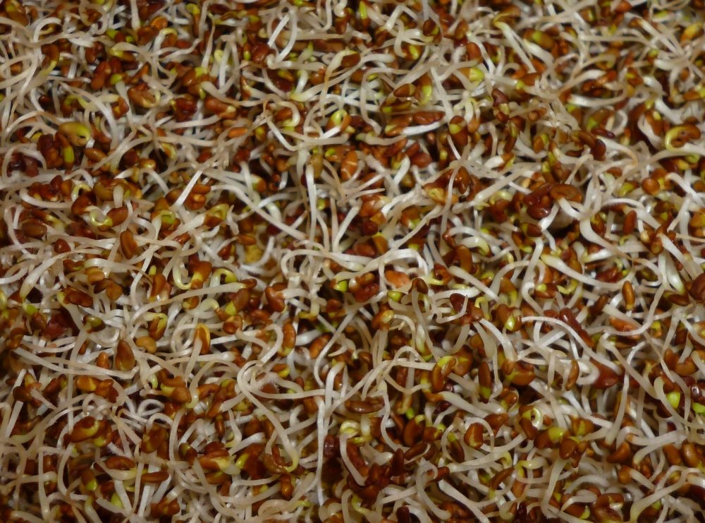 2017-12-31_alfalfa-sprouts.JPG