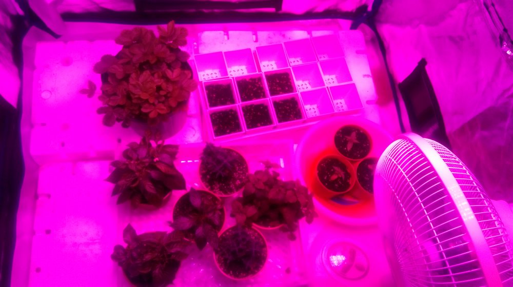 20170310 Herbs in Tent 1.jpg