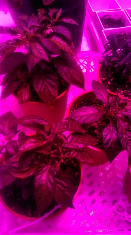 20170310 Herbs in Tent 7.jpg