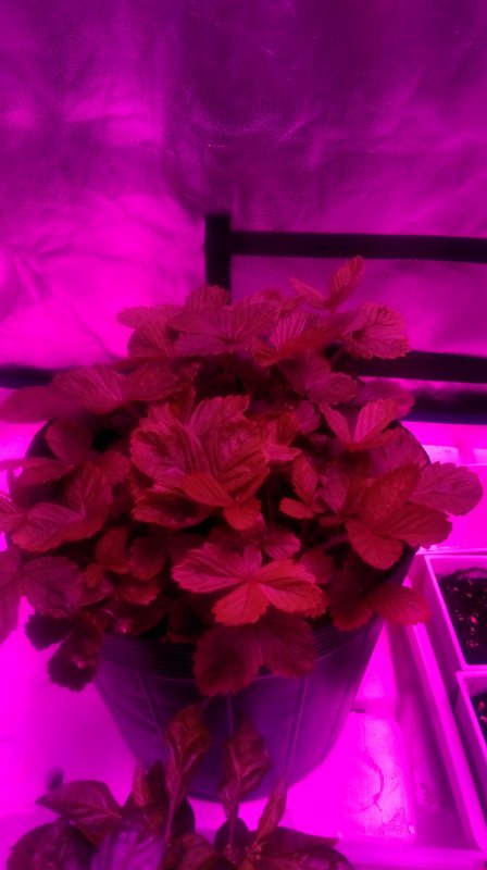 20170310 Herbs in Tent 9.jpg