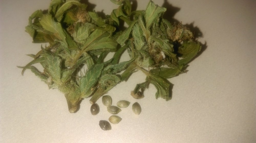 20170519 Mandala Safari (Indica Pheno) Test Bud + Seeds (2).jpg