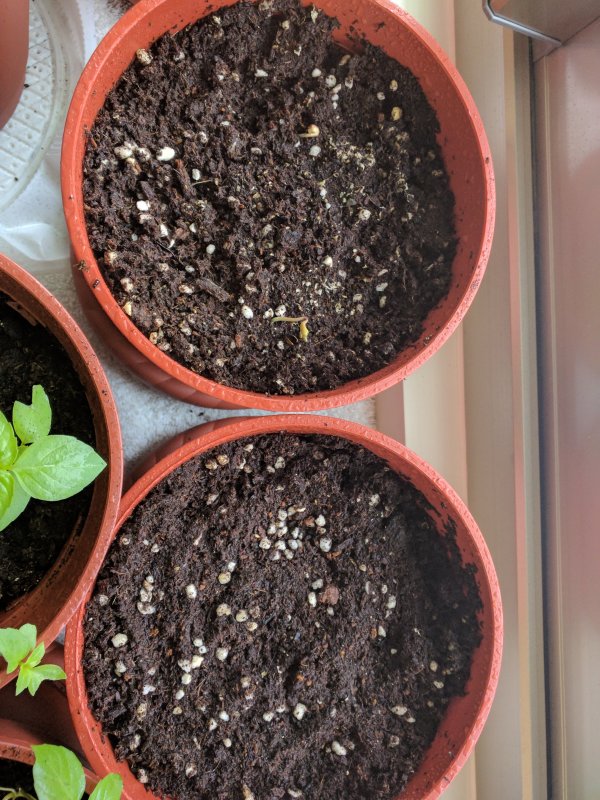 20171122 Seedlings (2).jpg