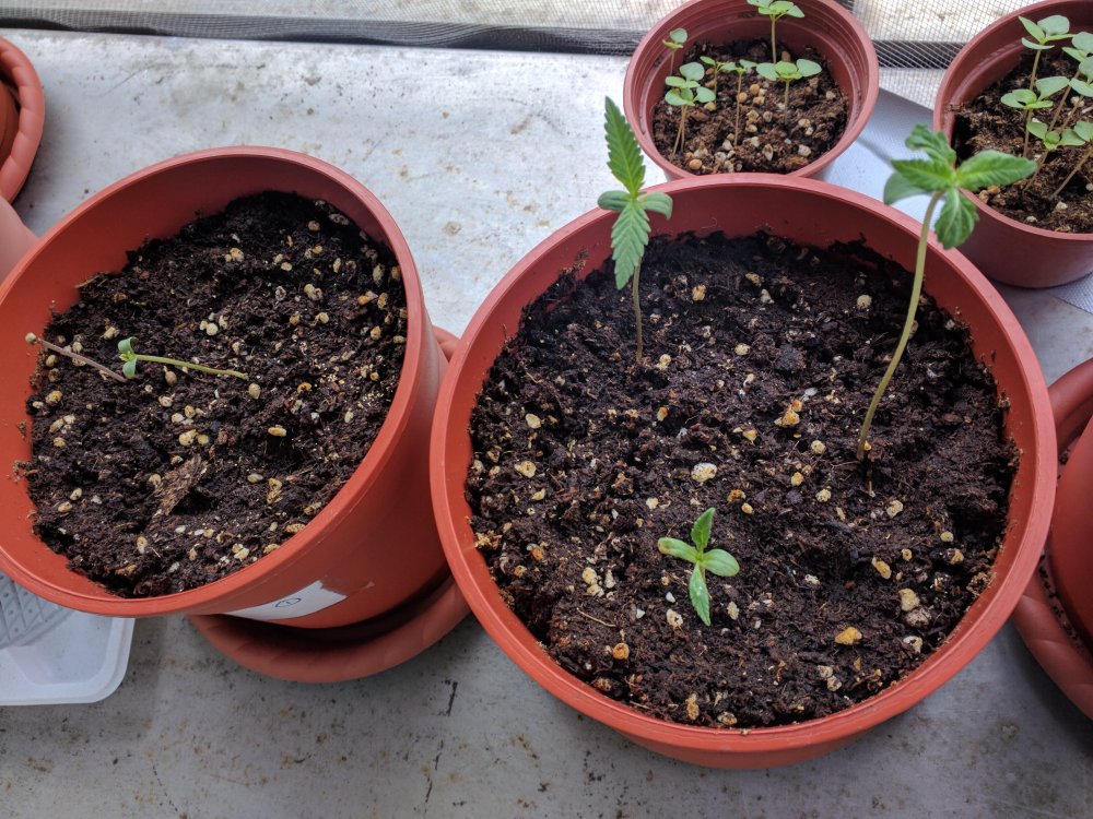 20171208 outdoor grow seedlings (2).jpg