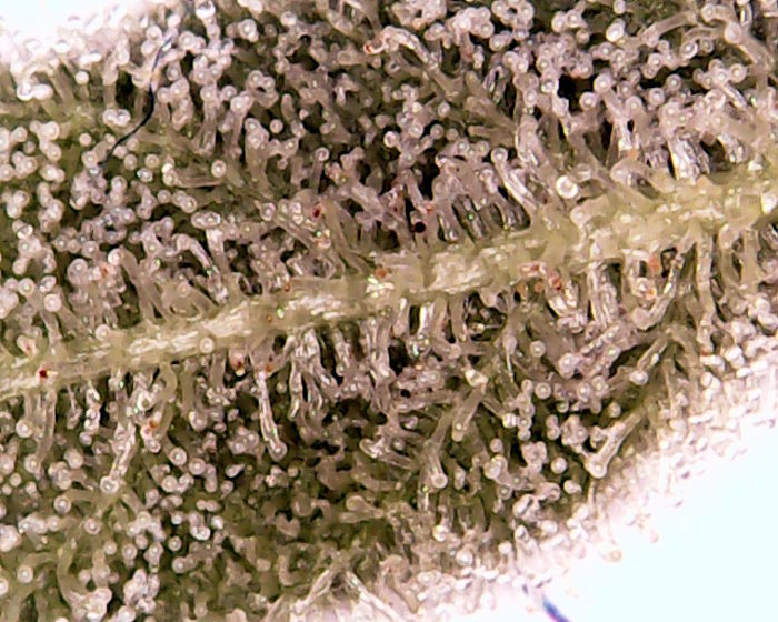 2018-02-06_day63_sissi-trichs (2).jpg